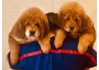 Tibetan Mastiff Puppies for Sale in Delhi