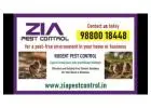 Pest Control | get rid of pests | pest-free environment Zia  | 1734