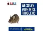 Reliable Mice and Mouse Exterminator in Vaughan - B.B.P.P.