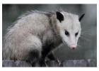 Possum Removal Sydney: Fast & Humane Solutions!