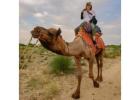 Desert Camp Package In Jaisalmer