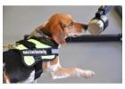 Best Training For Scent Detections in Chadderton