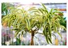 Song of India Plant - GardenGram