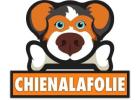 Meilleur Harnais Pour Chien : Confort et Sécurité Assurés