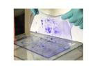 Expert Protein Analysis Lab Services – Fast & Precise Testing