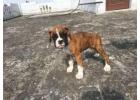 Boxer Puppies For Sale In Surat