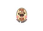  Find Affordable Pug Puppies for Adoption