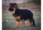 German Shepherd Puppies For Sale In Surat