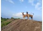 Greyhound Puppies For Sale In Surat