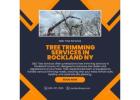 Tree Trimming Services in Rockland NY | D&D Tree Services