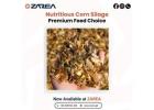 Corn Silage Now Available at Zarea Limited
