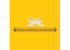 Find Best Home Puppies at Dream Schnauzer Puppies Home