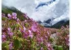 Discover the Enchanting Beauty of the Valley of Flowers Trek!| Go4Explore