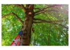 Professional Licensed Tree Removal Experts for Safe Services