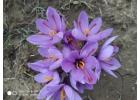 Golden Elixir: Elevate Your Ramadan Feast with the Touch of Saffron