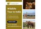 Wildlife Tour in India: A Thrilling Adventure for Nature Enthusiasts