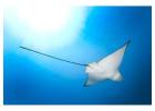 Experience World-Class Scuba Diving with Red Sea Marine