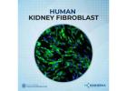 Unpack the Intricacy of Kidney Function: Superior Human Kidney Fibroblasts for Your Investigation