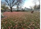 Affordable Backyard Cleaning Services for a Fresh Outdoor Space