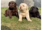 Labrador Retriever Puppies in Mumbai