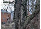 Best Tree Removal Service | Safe, Fast & Affordable Tree Experts