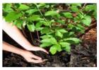 SSCL-Bio Pesticide Manufacturer