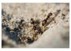 Ant Pest Control Services in Ghaziabad | Indeed Pest Control