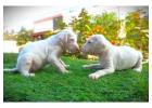 Rajapalayam Puppies in Gurgaon