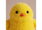 Bring Your Plush Ideas to Life with EverLighten