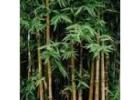 Properties facing bamboo encroachment