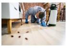 Effective Pest Control Services in Berwick: True Pest Control