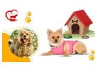 Top Quality Dog Boarding Service in Gurgaon 