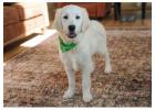English Cream Golden Retriever – Whispers of Gold, Hearts Full of Love!