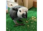 African Grey Parrots For Sale/Macaws/parakeets/Cocokatoo