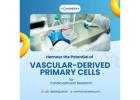 Harness the Potential of Vascular-Derived Primary Cells for Cardiovascular Research