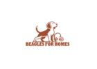 Adopt Sweet Lemon Pups Now Beagle Puppies Lemon
