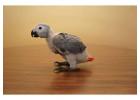 Cute African grey parrot for sale