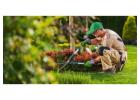 Lawn Care Services Near Me in Dallas County