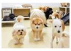 Matted Dog Grooming – Gentle, Expert Care for Severely Matted Coats