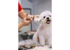Pamper Your Pets with Gentle Mobile Grooming