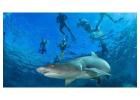 Snorkel with Sharks: Unforgettable Underwater Adventures Await