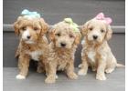 Best Mini Goldendoodle for Sale Ohio at Puppy Love Paradise