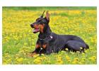 European Doberman Puppies For Sale In Gurgaon
