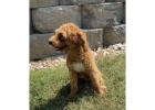 Goldendoodle Puppies Indiana: Where Cuddles Begin and Joy Blooms Bright