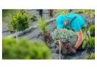 Reliable Lawn and Tree Services in Dallas & Tarrant County – Call The Lawn Firm