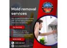 Mold removal companies Hillsborough