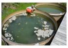 Don’t Drink Green – Sunshine Coast Algae Removal for Water Tanks
