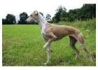 Rampur Hound Puppies For Sale In Bhopal