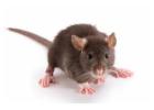 Rats Control Singapore | Ardent Pest Control