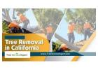 Trusted Tree Removal Services in California by Tree Service Expert for Safe and Efficient Results